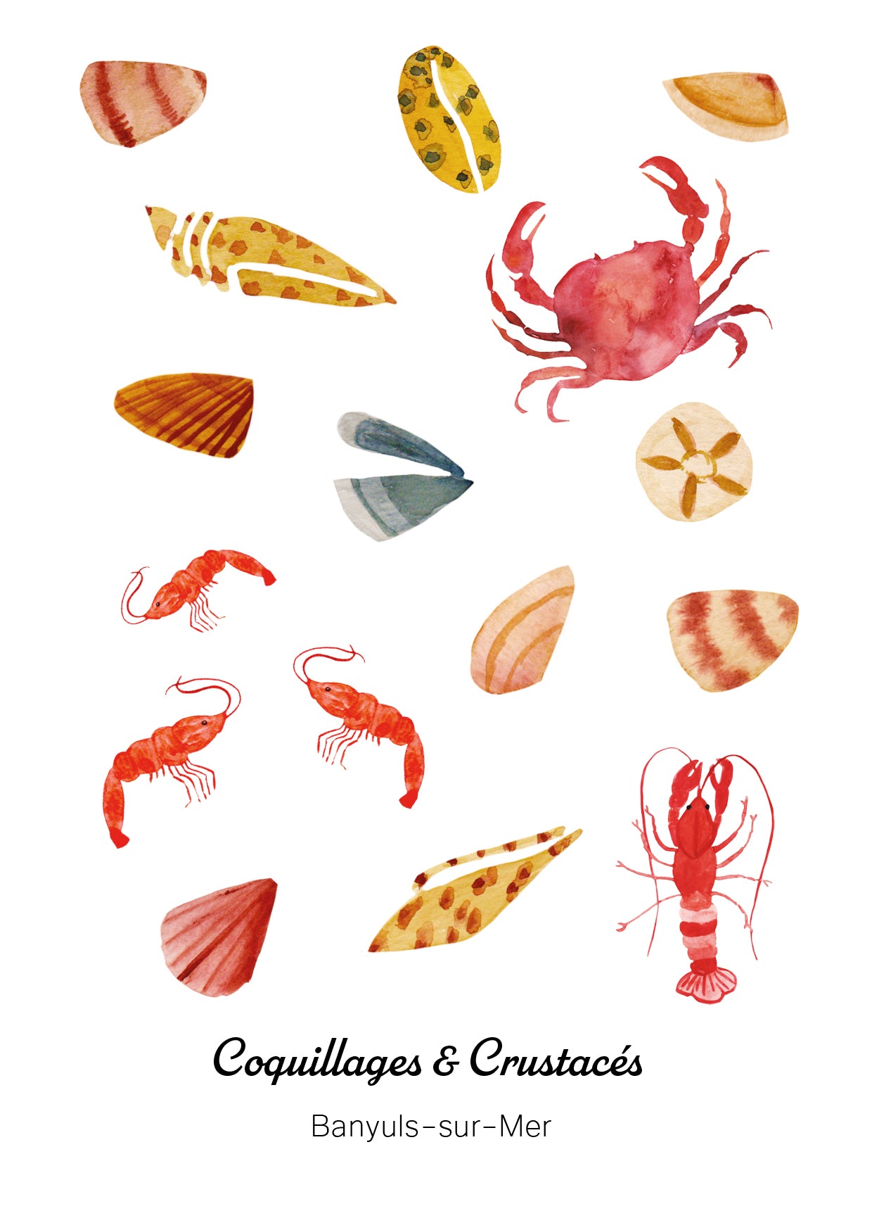 carte postale coquillage et crustacés Banyuls-sur-Mer